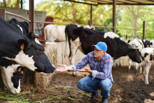 Homem cowboy na fazenda de vacas - Foto, Imagem