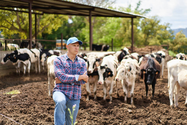 Muž kovboj na farmě ranč krávy - Fotografie, Obrázek