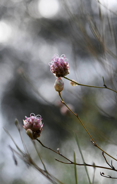 オーストラリア原産のクモの花Grevillea bracteosa sub種の繊細なピンク色の花と苞が、ハワサラ科のプロテア科です。西オーストラリア州に生息。野生の絶滅危惧種 - 写真・画像