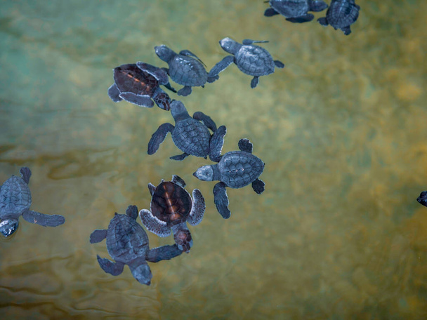 A group of baby turtles. The Sea Turtle Preservation Society - Φωτογραφία, εικόνα