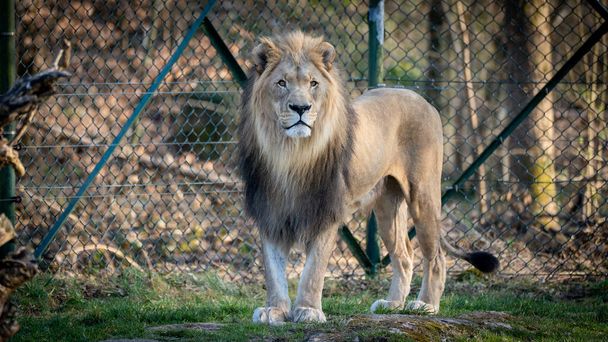 A beautiful majestic lion in the Salzburg Zoo in Austria - Fotó, kép
