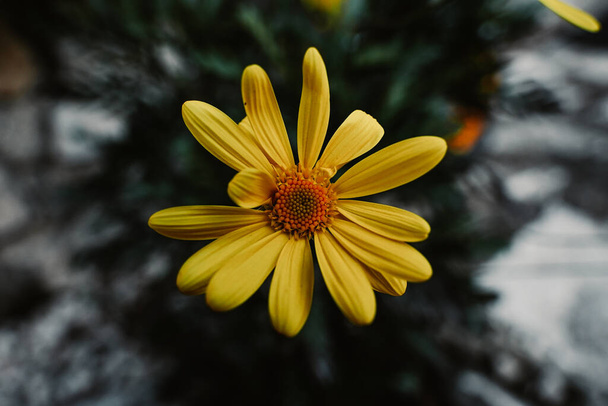 A top view of a yellow daisy growing in green grass - Valokuva, kuva