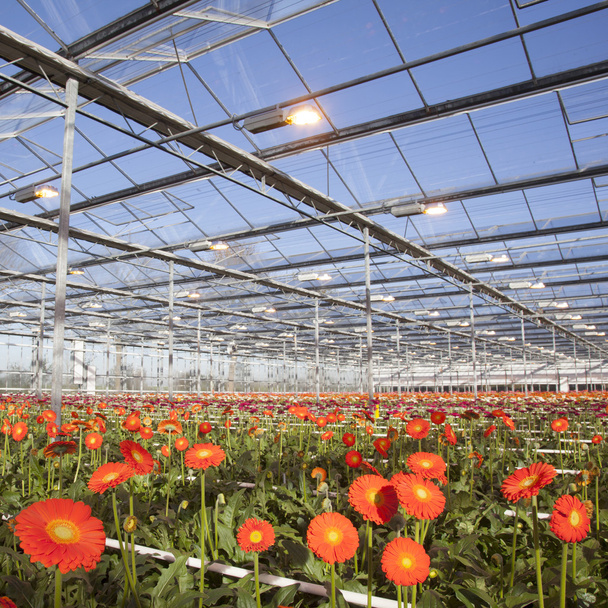 many orange flowers in dutch greenhouse - Photo, Image