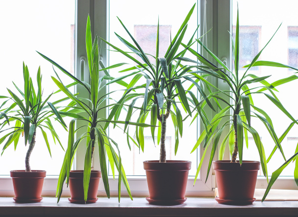 Four dracanea marginata indoor plants in flowerpots on window sill - Zdjęcie, obraz