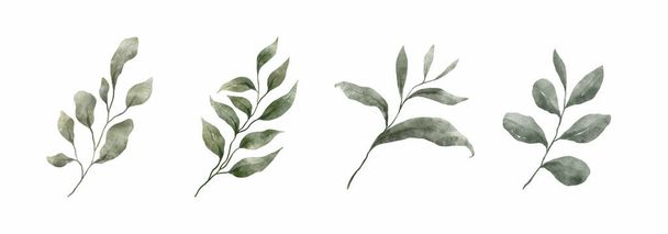 Greenery Leaves Watercolor Hand Drawn. Set of green leaf in watercolor style isolated on white background. Decorative beauty elegant illustration collection for design. - Vektör, Görsel