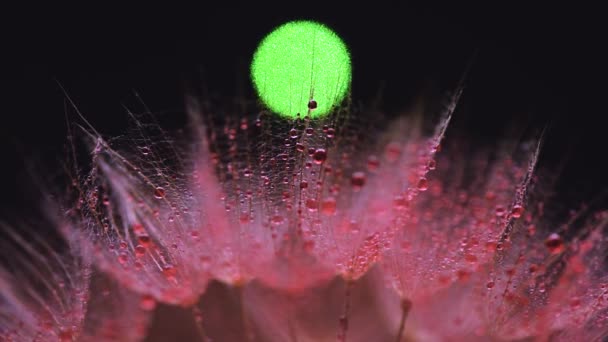 Fond texturé avec gros plan sur une fleur de Tragopogon - Séquence, vidéo