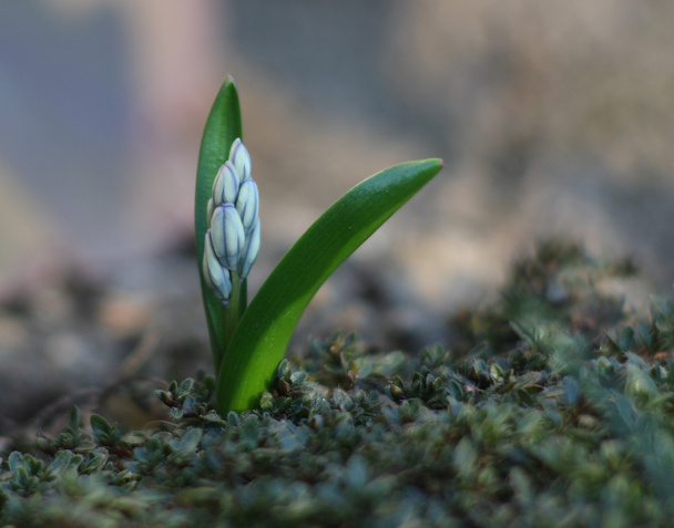 Tavaszi virág Puschkinia - Fotó, kép
