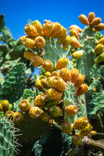 Prickly pear cactus plant ( opuntia ficus-indica) - Фото, зображення