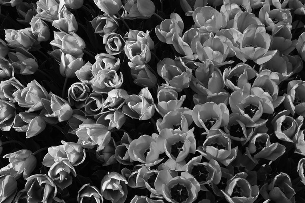 Siyah ve Beyaz laleler, Çiçekler bir fotoğraftır. Tek renkli çiçekler. - Fotoğraf, Görsel
