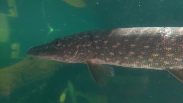 Close-up de um lúcio flutuando na água. Peixe predatório. O lúcio é comum nas águas doces da Eurásia e da América do Norte - Filmagem, Vídeo