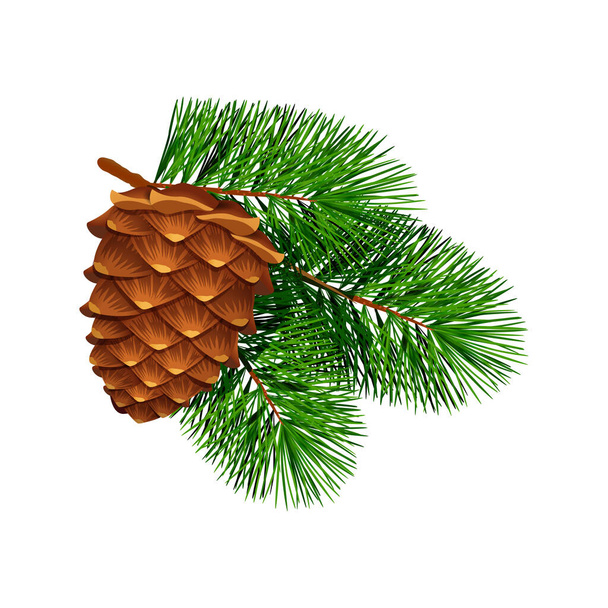Coniferen dennenboom kegel compositie met kleurrijke geïsoleerde afbeelding van naaldbomen twijgen met dennennaaldblad vector illustratie - Vector, afbeelding