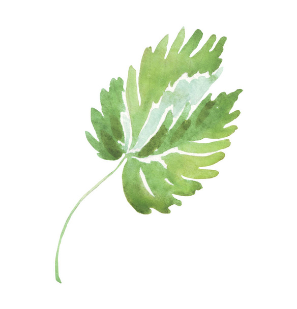 Watercolor leaf. Hand-painted clipart - Foto, imagen