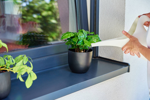 Mujer vierte el agua de la regadera en la planta casera de pie en el alféizar de la ventana, cuidado de la planta doméstica - Foto, imagen