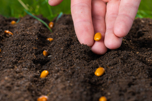 La mano degli agricoltori sta piantando semi nel terreno. Primo piano - Foto, immagini