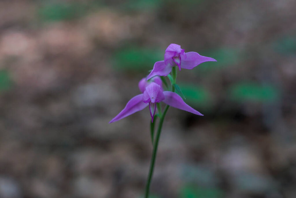 Flowers of wild orchid red helleborine against a blurred background - Photo, Image