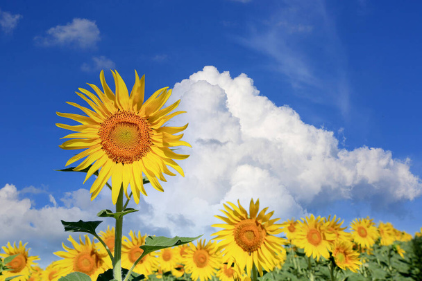 mukava kesä auringonkukat maatalousalalla Ukrainassa - Valokuva, kuva