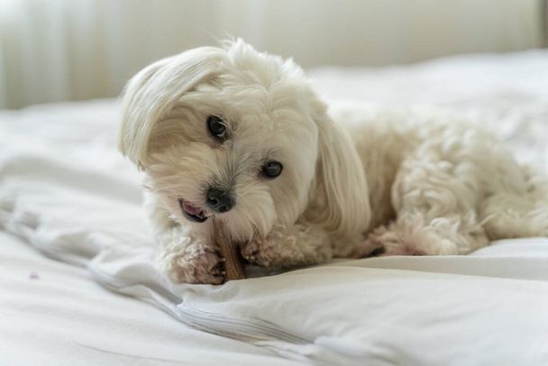 bílý pes maltština hryzá kost na posteli doma - Fotografie, Obrázek