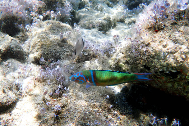 Pez ballesta macho verde adornado en el mar Mediterráneo - Thalassoma pavo - Foto, imagen