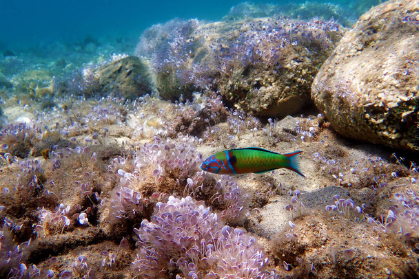 Πράσινο αρσενικό περίτεχνο στράσε ψάρι στη Μεσόγειο θάλασσα - Thalassoma pavo - Φωτογραφία, εικόνα