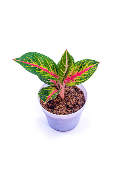 Aglonema andini im Topf isoliert auf weißem Hintergrund mit Clipping-Pfad enthalten. Die Blätter werden von einer leuchtend roten und grünen Farbe dominiert, können als Tapete verwendet werden - Foto, Bild