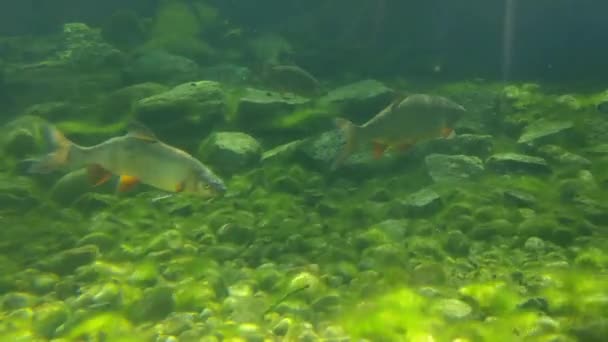 Видео рыбы под водой: удивительные кадры из подводного мира