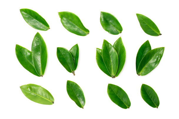 Πράσινα φύλλα απομονωμένα σε λευκό φόντο - Φωτογραφία, εικόνα