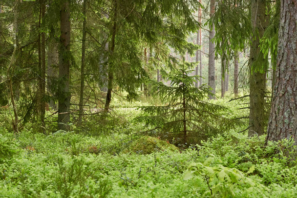 Majestátní věčně zelený les. Mohutné borovice a smrky, mech, kapradiny, rostliny. Měkké sluneční světlo. Skandinávie. Atmosférická krajina. Čistá příroda, roční období, životní prostředí, ekoturistika - Fotografie, Obrázek