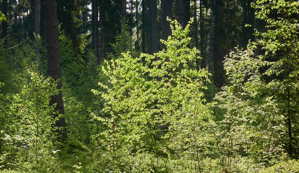 Majestic evergreen forest. Mighty pine and spruce trees, moss, fern, plants. Soft sunlight. Scandinavia. Atmospheric landscape. Pure nature, seasons, environment, eco tourism - Photo, image