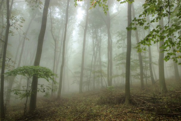 ködös erdő  - Fotó, kép