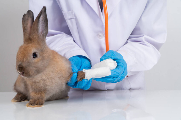 Tierärzte wickeln das flauschige Kaninchen mit einem Verband um das gebrochene Bein. Konzept der Tiergesundheit mit einem Fachmann in einer Tierklinik - Foto, Bild