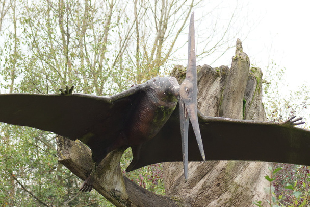 Pteranodon
 - Фото, зображення