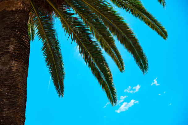 Close-up van palmtakken tegen de achtergrond van de blauwe lucht in Ciutadella Park in Barcelona, Spanje. - Foto, afbeelding
