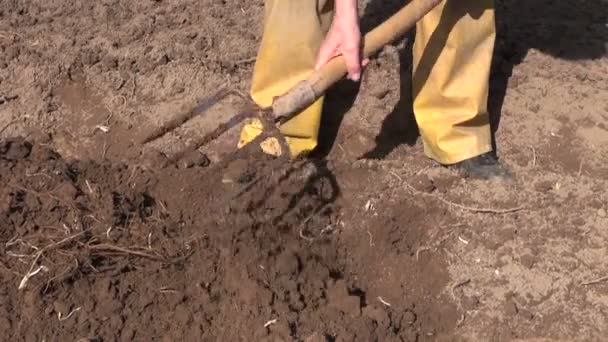 Gärtner gräbt Frühlingserde mit Gabel aus - Filmmaterial, Video