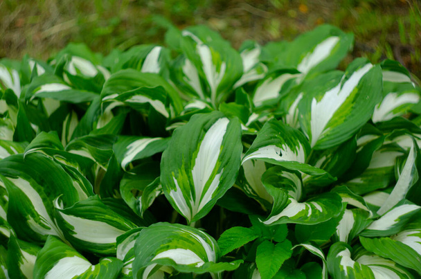 Hosta Funkia, Wegerich im Garten. Nahaufnahme grüner und weißer Blätter. - Foto, Bild