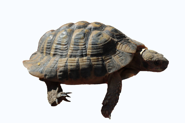 tortuga conune contorneado fondo blanco - Foto, imagen