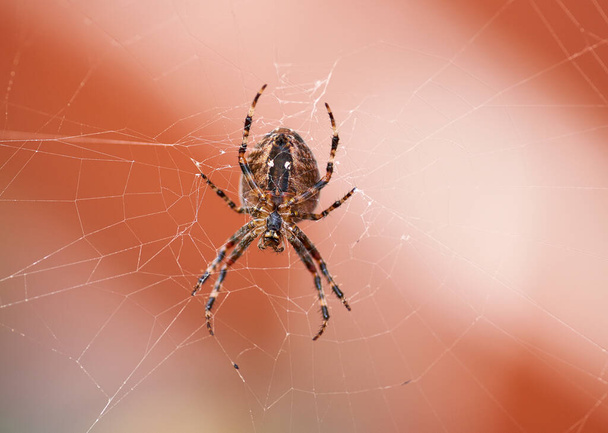 Primer plano de una araña en una tela desde abajo, aislada sobre un fondo blanco anaranjado. Tejedor de orbe de nuez marrón y negro rayado Spider. Nuctenea umbratica es un arácnido de la familia araneidae. - Foto, Imagen