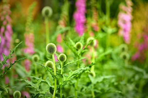 Τα λουλούδια της Green Globe Thistle ανθίζουν σε ένα πάρκο στη φύση. Οι εχίνοι μεγαλώνουν και ανθίζουν σε ένα χωράφι το καλοκαίρι. Όμορφη pastalwart πολυετή εκκολαπτόμενα σε έναν κήπο. Άγρια φυτά που αναπτύσσονται σε ένα λιβάδι. - Φωτογραφία, εικόνα