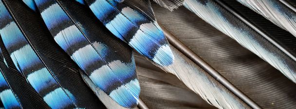 kék és fekete Jay tollak. háttér vagy textúra - Fotó, kép