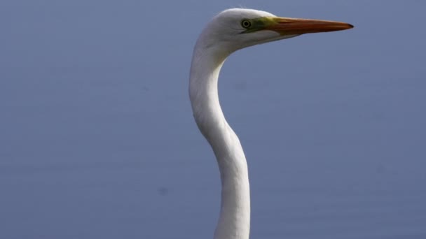Great White Egret vista de primer plano del perfil. Agua azul en el fondo. Imágenes de alta calidad 4k - Metraje, vídeo
