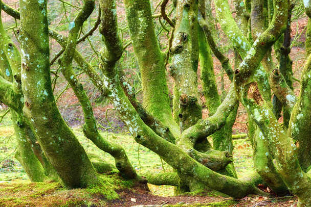 A group of mossy tree trunks covered in algae growing in a forest in summer. Various green bare stumps near a field in a nature background. Misshapen strange plants in a mysterious landscape outside. - Foto, Imagem