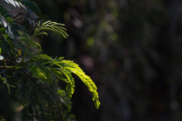 A selective focus shot of a growing fern plant - Φωτογραφία, εικόνα
