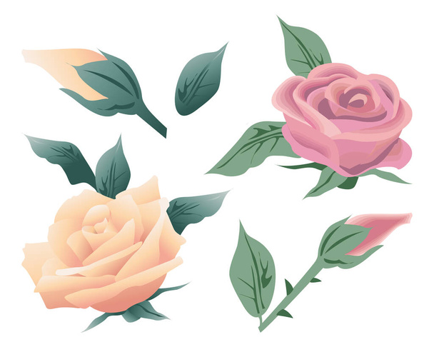 Conjunto floral, rosas rosadas y rojas, brotes y hojas sobre fondo blanco. Elementos decorativos, plantillas, vector - Vector, Imagen
