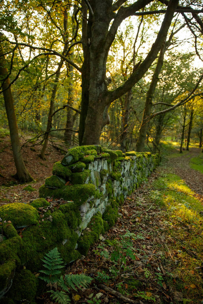 A vertical shot of a mossy stone wall in a forest in autumn in England, United Kingdom - Foto, Imagem