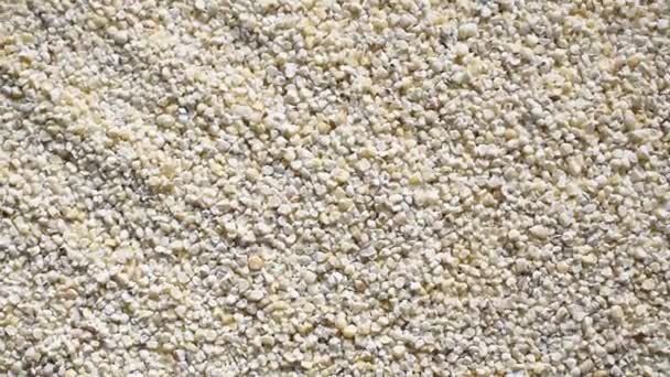Raw dried broken Barley cereal grain - Footage, Video