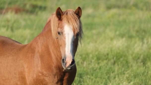 Close-up van het hoofd van een groot rood paard op een groene achtergrond. Weiland voor paarden. Mooie huisdieren. Portret van een rood paard - Video