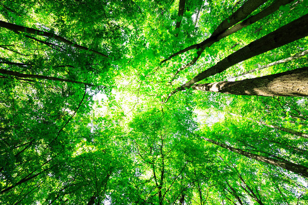 Orman ağaçları doğa yeşil ahşap güneş ışığı arka planı - Fotoğraf, Görsel