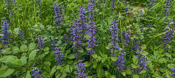 Ajuga reptans also known as bugleweed .Ajuga reptans blue bugle flowering sprintime plants, group of bugleweed flowers in bloom - Photo, Image