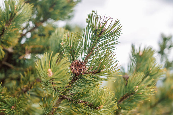 Fichtenzweig. Schöner Fichtenzweig mit Nadeln. Weihnachtsbaum in der Natur. Grüne Fichte. Fichten aus nächster Nähe  - Foto, Bild