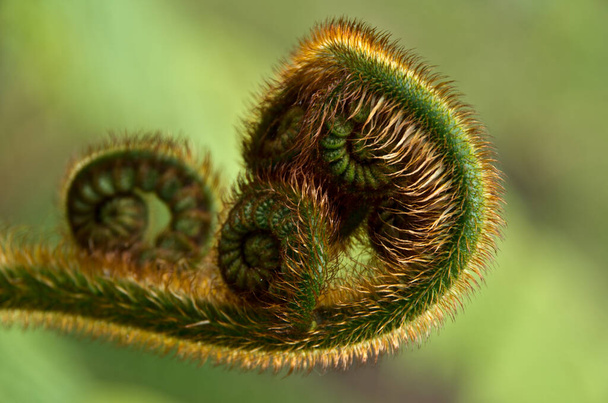 A macro shallow focus of a Fern fiddlehead with blurred green background - Foto, imagen