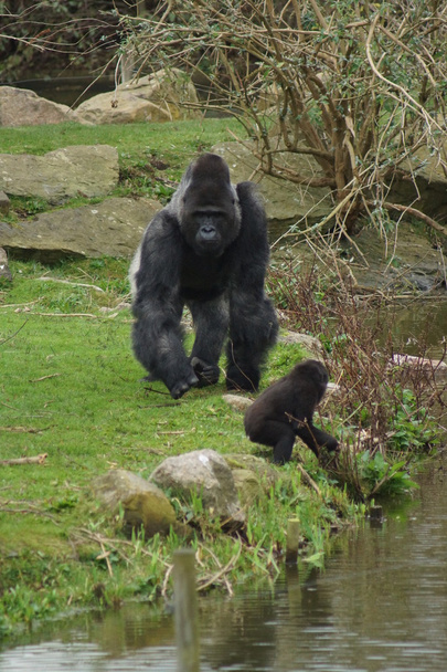 Західні Низинні горили - горила горила горили - Фото, зображення